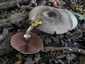 Tintaszagú csiperke (Agaricus moelleri), Budai-hegység